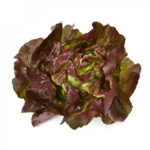 Lechuga española morada - Unidad