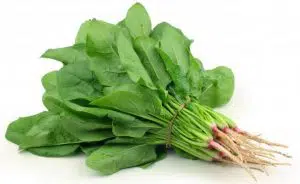 Espinaca
